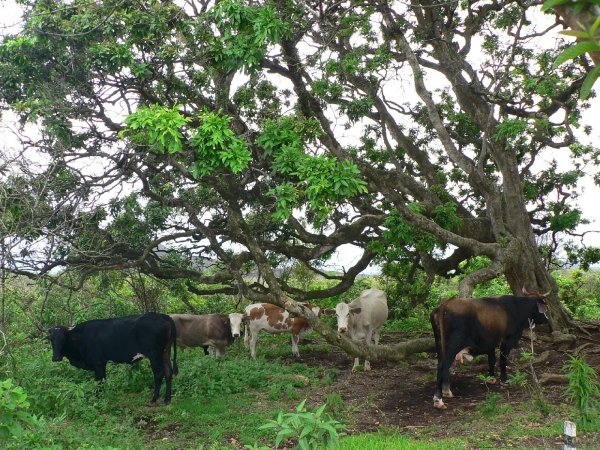 75- Des vaches cherchent l'ombre 